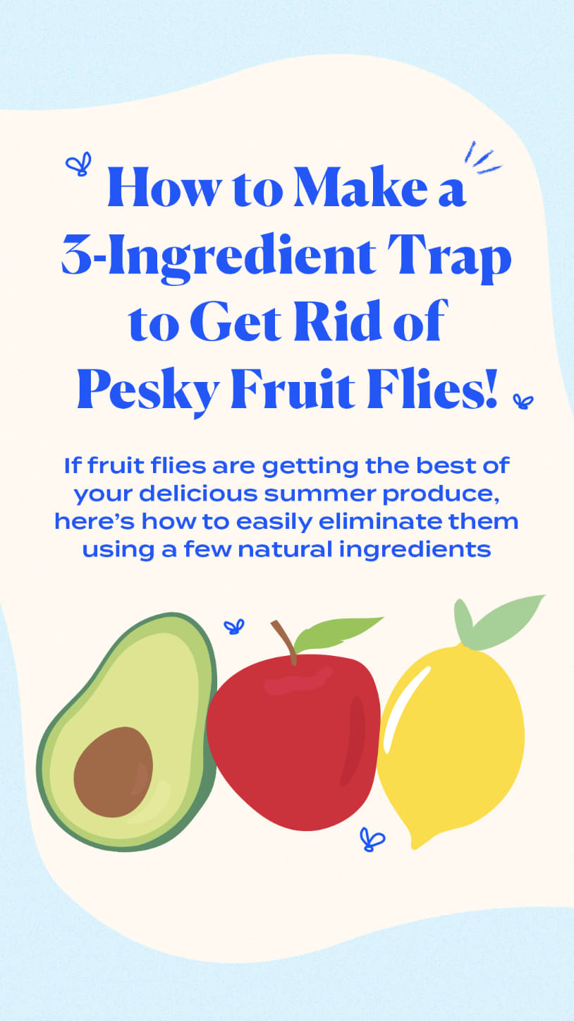 3 Best DIY Fruit Fly Traps to Get Rid of Pesky Flies